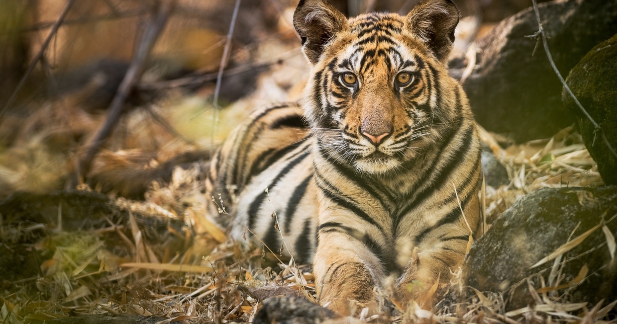 Male tiger cub in Bandhavgarh National Park, India